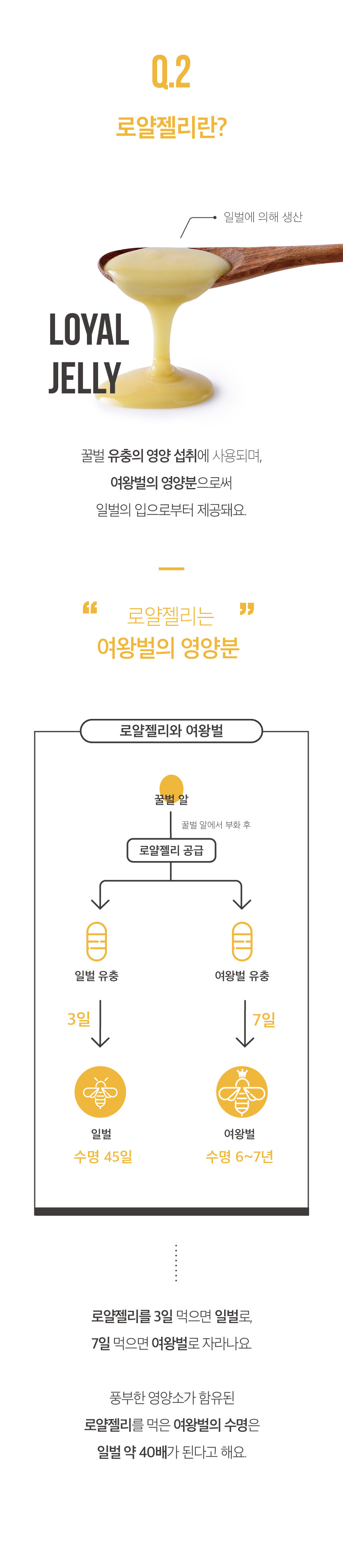 포인트01_로열젤리